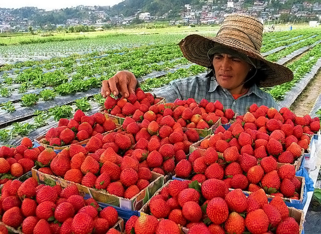 Strawberry Farm. Tourist Spots in Baguio