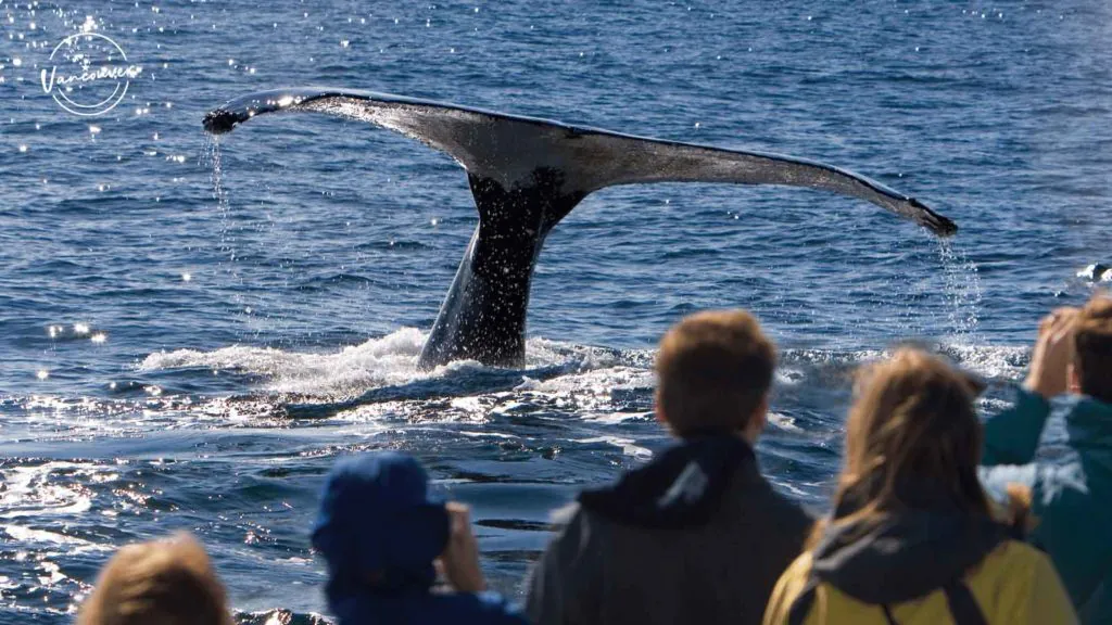 Close Encounter Whale-Watching Boat Ride in Vancouver Island, CA