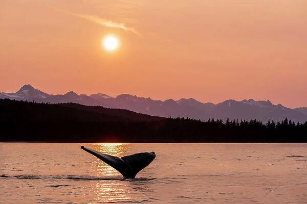 Sunset Silhouette Whale-watching Boat Ride in Vancouver Island, CA