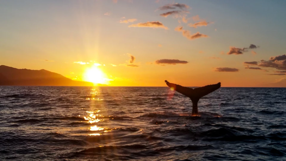 Magic of the Sunset Whale-watching Boat Ride in Vancouver Island, CA