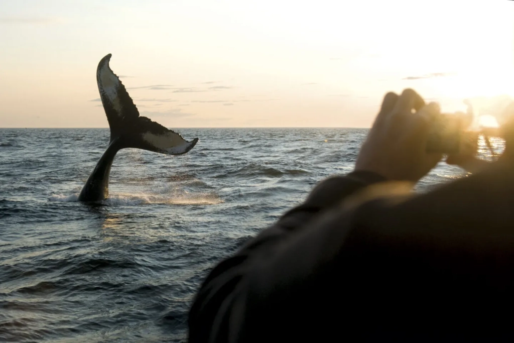 Finale of the Sunset Whale-watching Boat Ride in Vancouver Island, CA