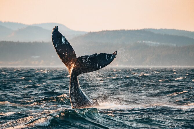 Sunset Whale-watching Boat Ride in Vancouver Island, CA