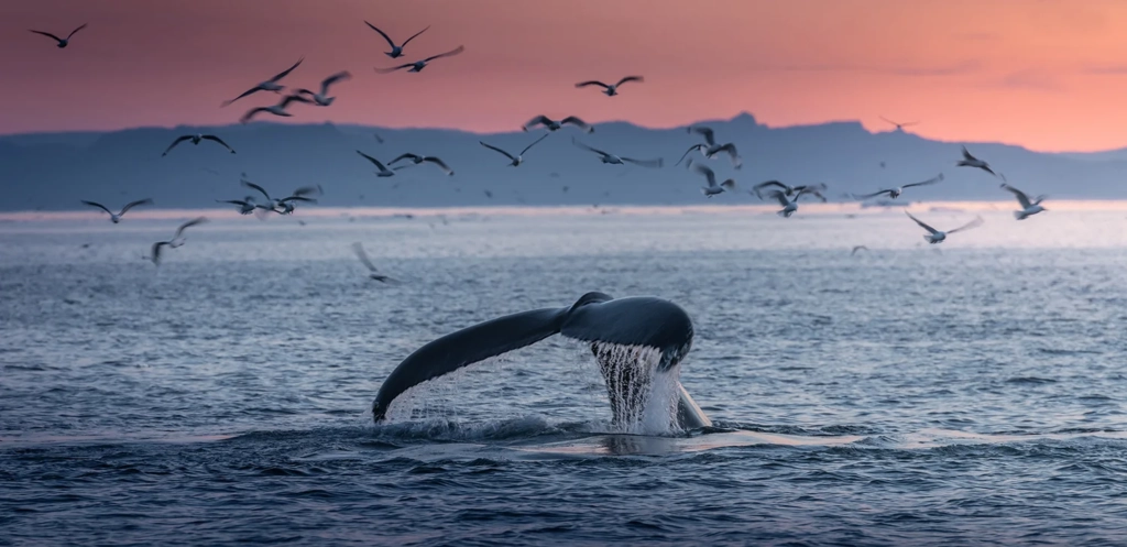 Sunset Whale-watching Boat Ride in Vancouver Island, CA