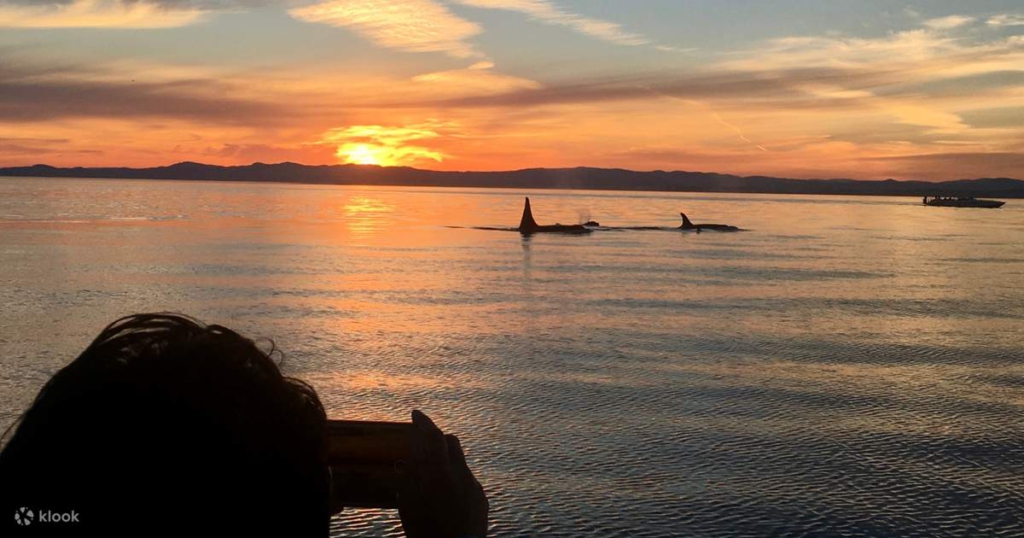 Sunset Unveiled whale-watching Boat Ride in Vancouver Island, CA