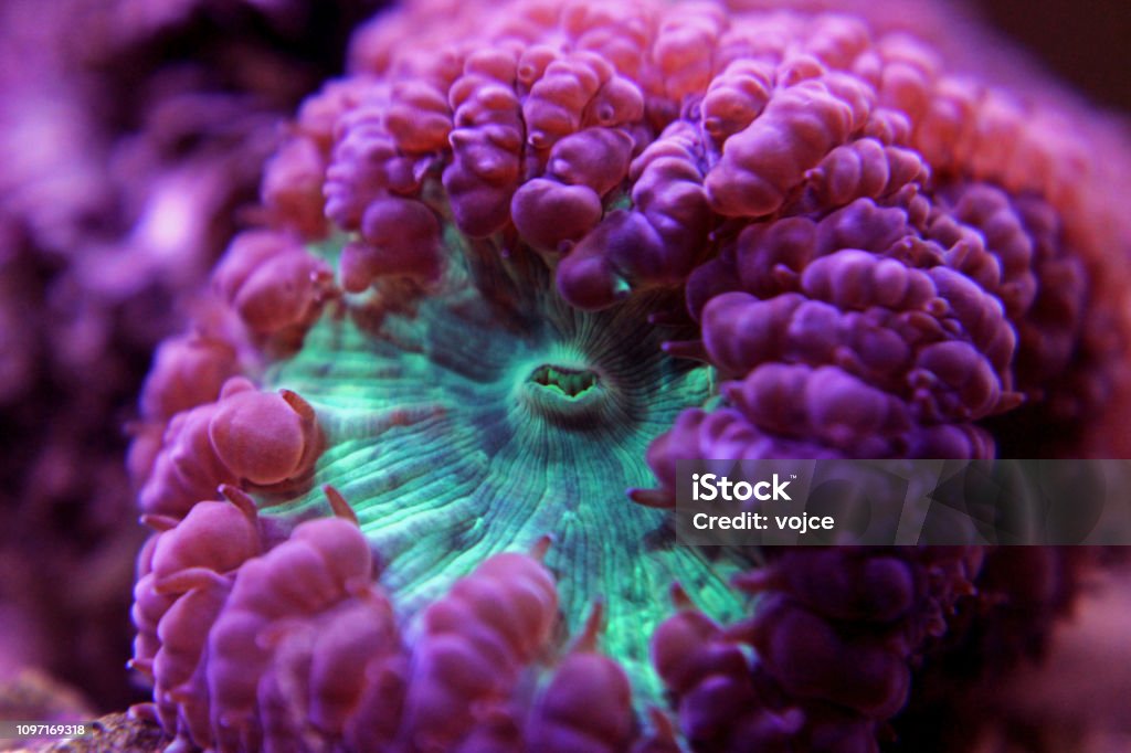 Socotra Island's Mystical Marvel