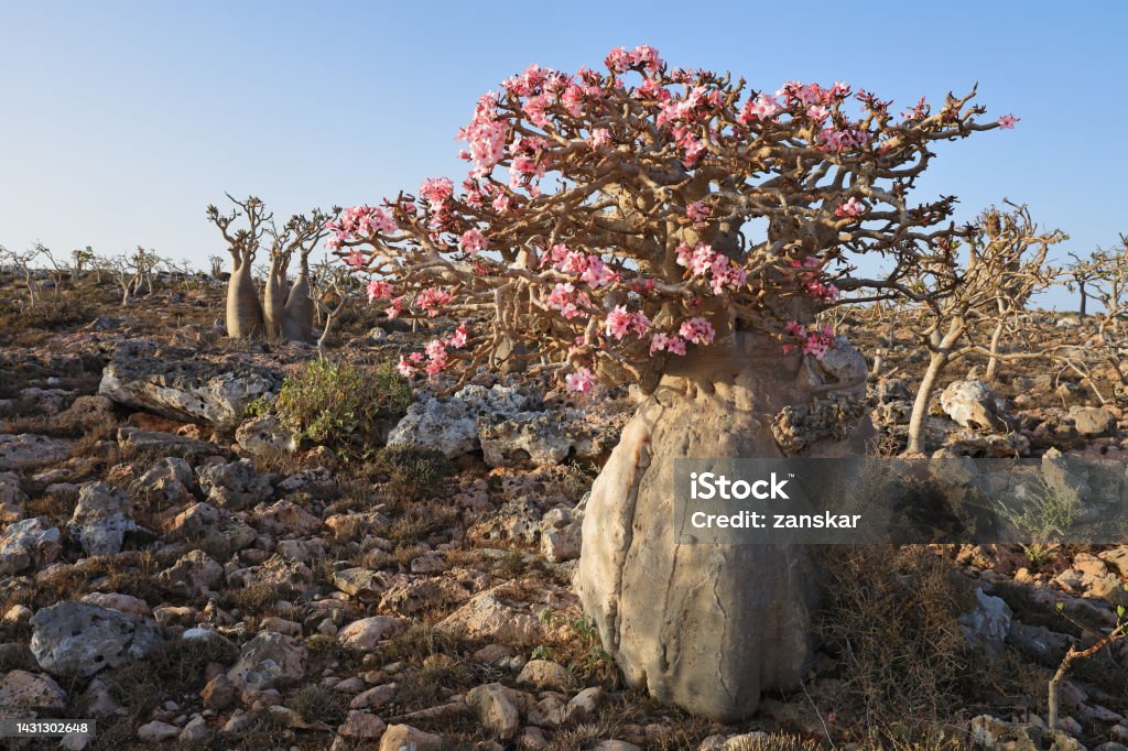   Socotra Island's Mystical Marvel