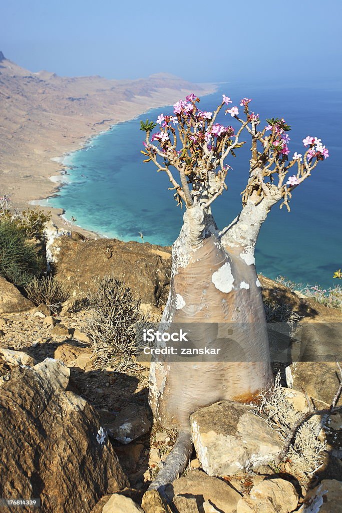   Socotra Island's Mystical Marvel