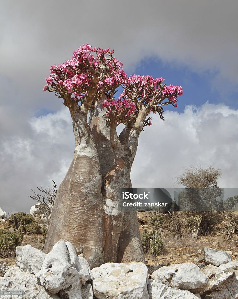 Socotra Island's Mystical Marvel