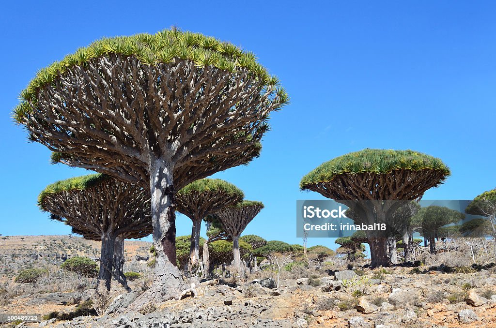 Socotra Island's Mystical Marvel