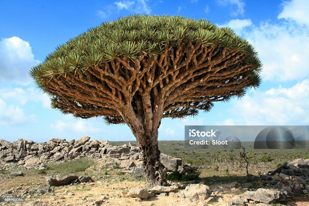 Socotra Island's Mystical Marvel