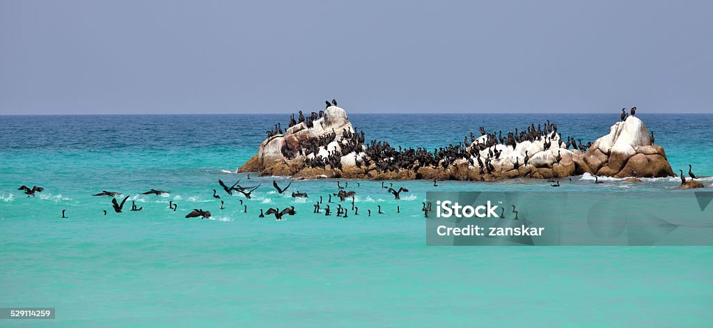 Socotra Island's Mystical Marvel