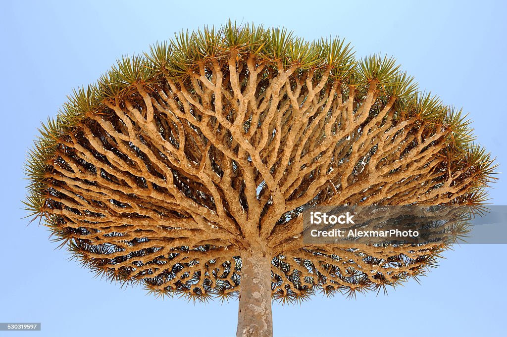 Socotra Island- Mystical Marvel