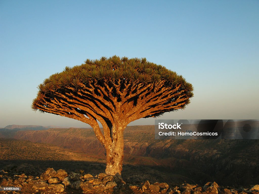 Socotra Island's Mystical Marvel