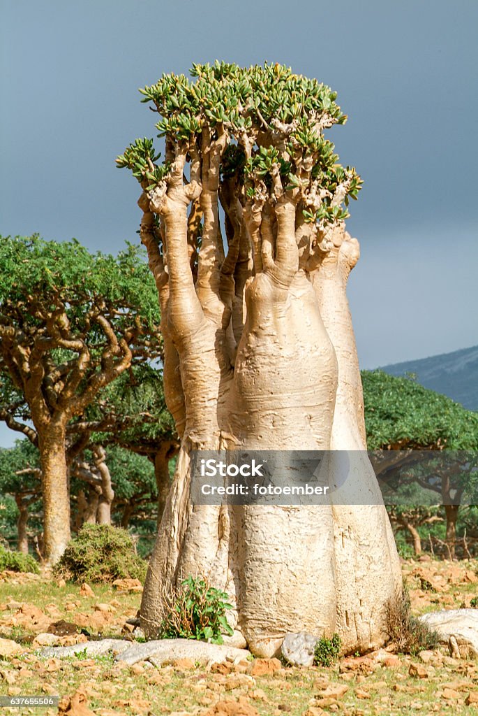 Socotra Island's Mystical Marvel