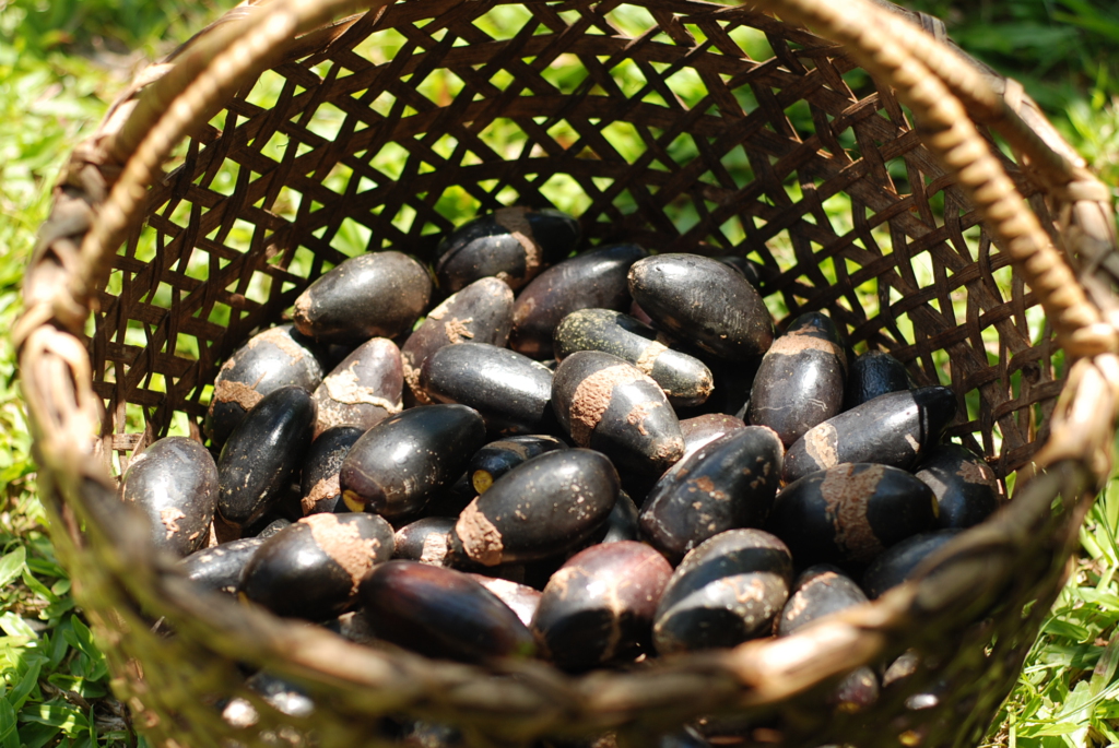 Pili Nut Farm - Albay