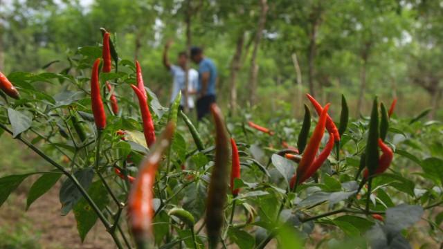 Sili Farm in Albay